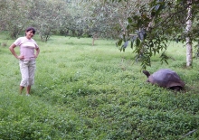 Imagen Tortugas gigantes